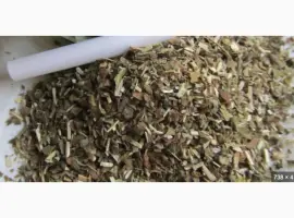 Зображення для оголошення Самосад такий пахучий