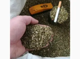 Зображення для оголошення Продам якісну махорку урожай 2025 року