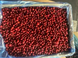 Зображення для оголошення Продам червону смородину