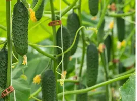 Зображення для оголошення Куплю тепличный огурец ОПТ