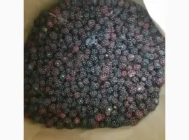 Зображення для оголошення Продам ожину дикорослу морожену