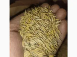 Продам овес віяний