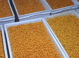 Зображення для оголошення Продам свіжоморожену обліпиху