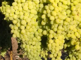 Зображення для оголошення Куплю ягоду винограда