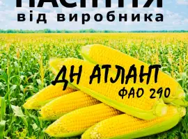 Насіння кукурудзи ДН Атлант ФАО 290 / від виробника Agro_Exprt