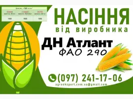 Насіння кукурудзи 2025 - гібрид ДН Атлант (ФАО 290) від виробника