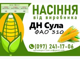 Насіння кукурудзи 2025 - гібрид ДН Сула (ФАО 310) від виробника