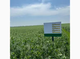 Зображення для оголошення Насіння жовтого гороху Астронавт