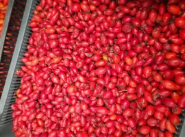 Зображення для оголошення Продам шипшину