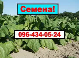 Зображення для оголошення Продам своє насіння тютюну (Махорки)