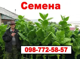 Зображення для оголошення Семена махорки и Табака (Насіння тютюну)