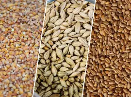 Зображення для оголошення Продам Зерно! Кукурудзи,пшениці,ячміня,просо,овес