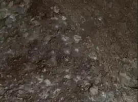 Зображення для оголошення Одходи кукурудзи 50т