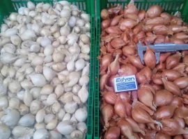 Зображення для оголошення Продам цибуля кущівку