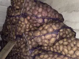 Зображення для оголошення Продам домашню картоплю, картошка домашняя