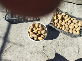 Зображення для оголошення Продам недорого посадочну картошку
