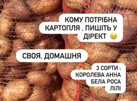Зображення для оголошення Картопля насіннева / беллароса/королева анна/