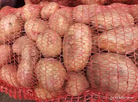 Зображення для оголошення Продаю картоплю Пікассо,Рівєра,Коломбо,Тірас