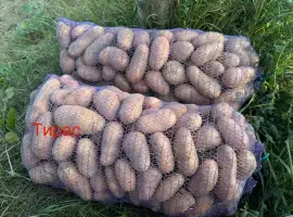 Зображення для оголошення Продам картоплю Тирас ПЕРША РЕПРОДУКЦІЯ