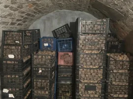 Зображення для оголошення Продам ВЕЛИКУ Й НАСІННЄВУ картоплю сортів Санте
