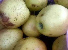 Зображення для оголошення Продам яблука на переробку