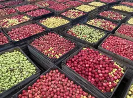 Зображення для оголошення Продам яблуко на переробку
