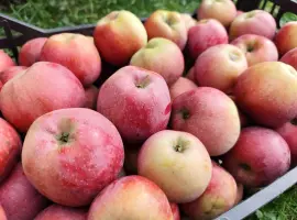 Зображення для оголошення Продам яблука сорту Айдаред на переробку