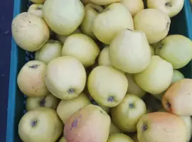 Зображення для оголошення Продам домашні яблука Голден на сік