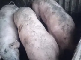 Зображення для оголошення Свиньи живым весом, крупные, мясные породы