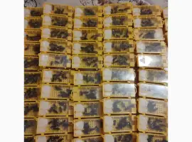 Продам бджооматки Карпатам тип вучківський