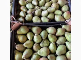 Зображення для оголошення Продам грушу