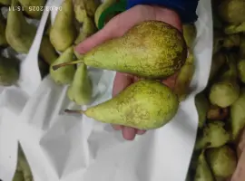 Зображення для оголошення Продам грушу Конференцию
