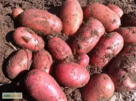 Зображення для оголошення Продам репродуктивну насіневу картоплю
