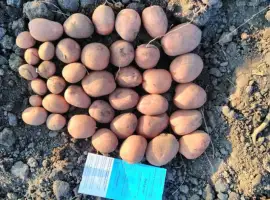 Зображення для оголошення Продам насіннєву картоплю сорту Беллароза. 2 репродукції. Опт від 10 тонн