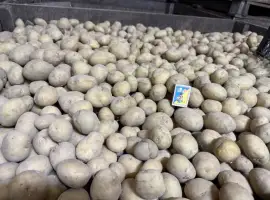 Продам насіннєву картоплю сорт Рівʼєра