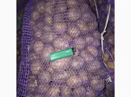 Зображення для оголошення Продам семенной картофель