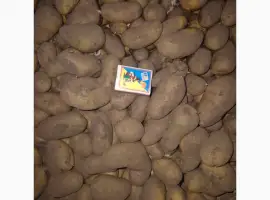 Продам посадочный материал