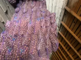Зображення для оголошення Продам насінневу картоплю