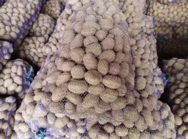 Зображення для оголошення Продам насіннєву картоплю