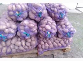Продам картоплю сорт коннект