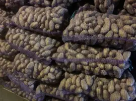 Зображення для оголошення Продам картошку сорт Гренада Каллет Беларосса