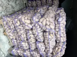 Зображення для оголошення Продам товарну та насінневу картоплю