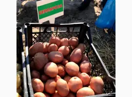 Зображення для оголошення Картопля