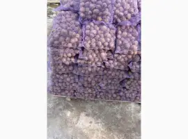 Продам насінневу картоплю Сюзана