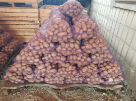 ФГ реалізовує картоплю 2-3 репродукції