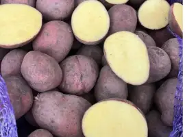 Продам сортову насіннєву картоплю