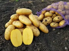Насіннєва картопля Гранада 1-2 репродукція