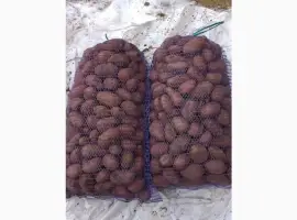 Продам насінневу (семенную) картоплю