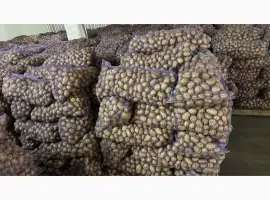 Продам семенной картофель отличного качества сорт Ривьера