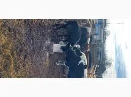 Зображення для оголошення Продам стадо молодых коров